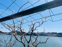 -望湖烤鱼