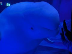 -上海海昌海洋公园-冰山北极馆