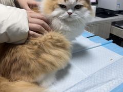 -半岛宠物医院24小时(科华中路店)