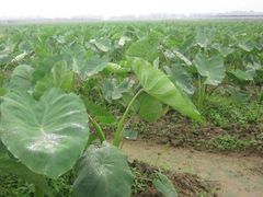 -思远客家菜馆(巴伐利亚店)