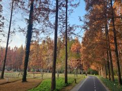 -黄海国家森林公园