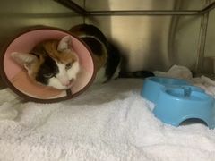 -动物缘宠物医院·骨科·猫科(西二环店)