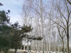 -大兴滨河森林公园