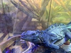 -青石桥花鸟鱼虫市场(叠翠城店)