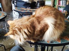-猫猫幼稚园·撸猫·桌游·电玩