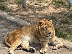 -西霞口神雕山野生动物世界