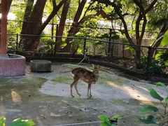 -深圳野生动物园