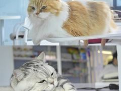 -喵的天空名猫咖啡馆·撸猫·猫舍·用品