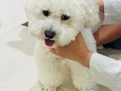 -佩兹宠物医院肿瘤专科·眼科·牙科(黄浦店)