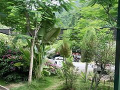 -西双版纳原始森林公园