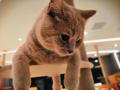 -CAT’S MEWSTAR CAFE·喵星球猫屋(晴湾咖啡店)
