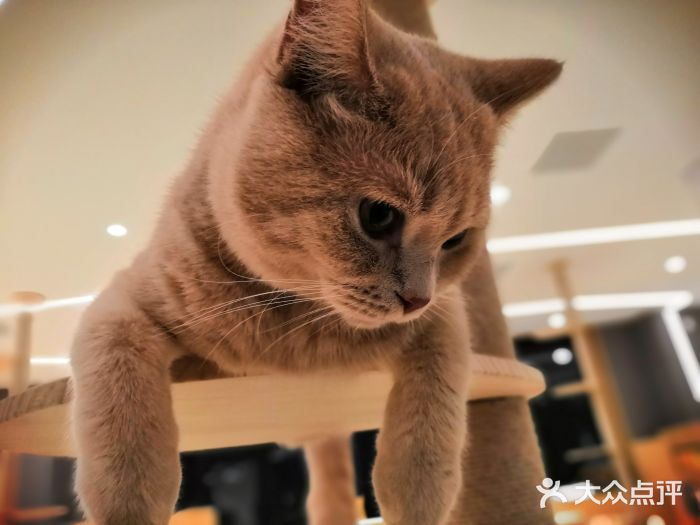 CAT’S MEWSTAR CAFE·喵星球猫屋(晴湾咖啡店)图片