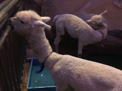 -杭州开元森泊度假乐园