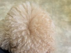 -美联众合动物医院·24h转诊中心