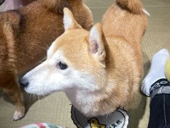 -逗柴咖啡屋·狗咖猫咖宠物桌游