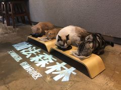 -咖法森林·咖啡  酒吧(天河店)