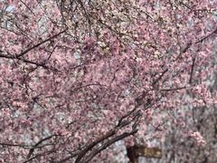 -桃花堤公园