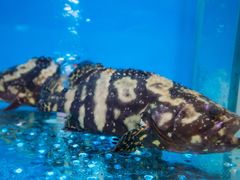 -海大大蒸汽海鲜餐厅·粤菜·特色小炒(欢乐颂店)