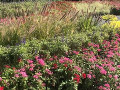 -大兴滨河森林公园