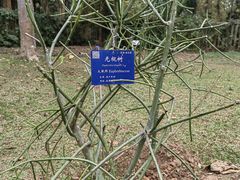 -中国科学院西双版纳热带植物园
