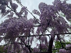 -嘉定紫藤园