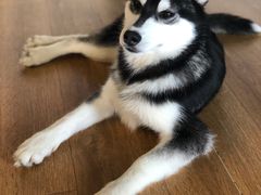 -Husky Go! 哈士奇体验馆·宠物咖啡厅狗咖