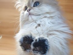 -猫十亿·布偶金渐层·曼基康矮脚猫舍(青年路店)