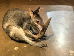 -Zoolung Zoolung动物主题公园(海信广场店)