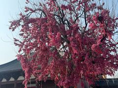 -祥源·阜阳生态乐园