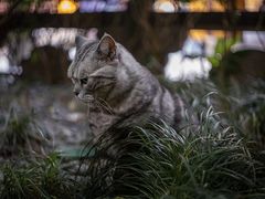 -龙华寺