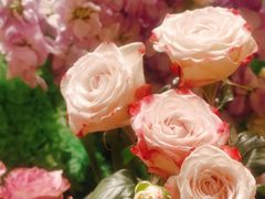 -深圳威尼斯英迪格酒店