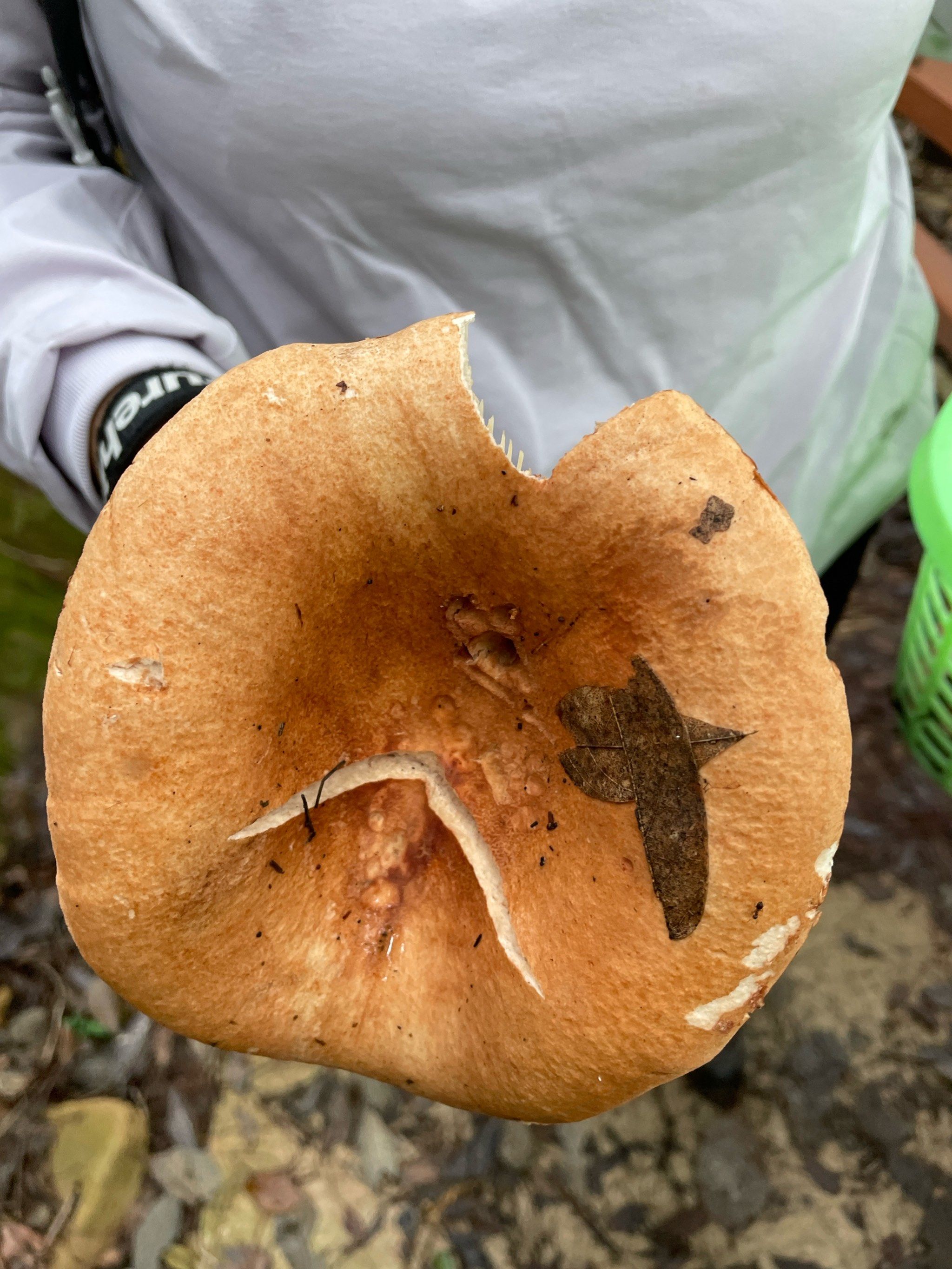 🍄重庆主城捡菌子