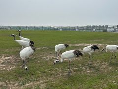 -盐城丹顶鹤湿地生态旅游区