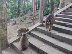 -峨眉山风景名胜区