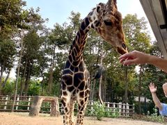 -清迈夜间动物园