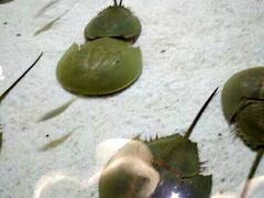 -福州罗源湾海洋世界旅游区