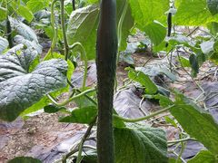 -万源龙顺度假庄园生态观光园