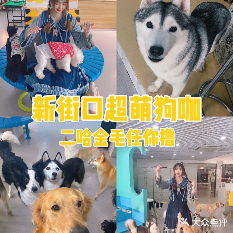 南京探店 | 大型犬狗咖🐕哈士奇金毛随便撸