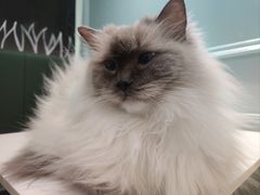 -安格丽娜·狗咖·猫咖羊驼咖(春熙路百盛商场店)