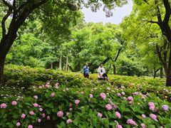 -上海共青森林公园