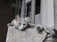 -猫岛主趣味餐厅(鼓浪屿店)