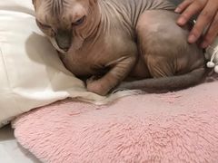 -共舞时光猫咖·狗咖(新街口店)