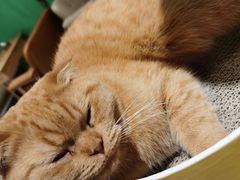 -藏猫猫咖啡主题馆(中央大道店)