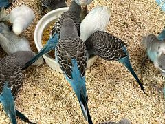 -帕帕拉兹宠物(亚洲旗舰店)