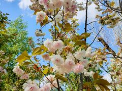 -长白岛森林公园