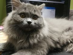 -猫亿天猫咖