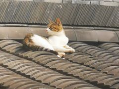 -重庆十八梯传统风貌区