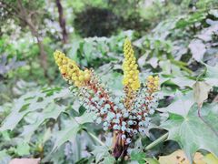 -广西壮族自治区药用植物园
