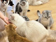 -有喵·猫咖·狗咖·30几只猫10只小狗(岗厦店)
