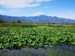 -野鸭湖国家湿地公园